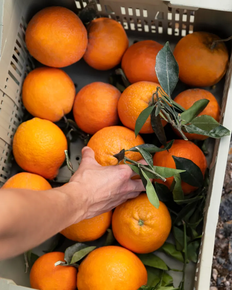 Fiesta de la Naranja de Ombligo
